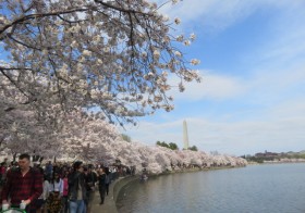 ワシントンDCの「全米桜祭り」を堪能！桜に魅了された米国人＆東海岸に根づく桜
